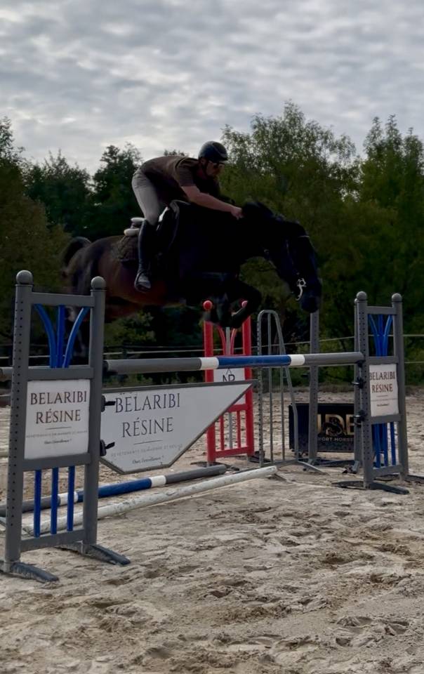 Caballo castrado Silla Franc&eacute;s En venta 2020 Bayo moreno