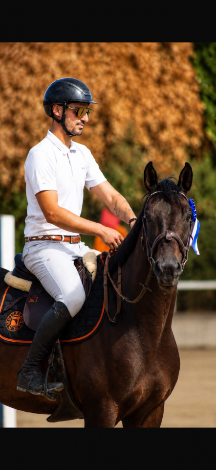 Caballo castrado Silla Franc&eacute;s En venta 2020 Bayo moreno