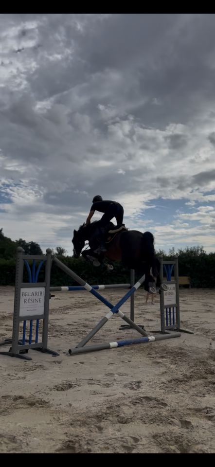 Caballo castrado Silla Franc&eacute;s En venta 2020 Bayo moreno