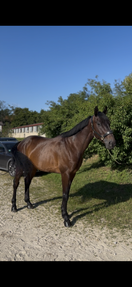 Caballo castrado Silla Franc&eacute;s En venta 2020 Bayo moreno