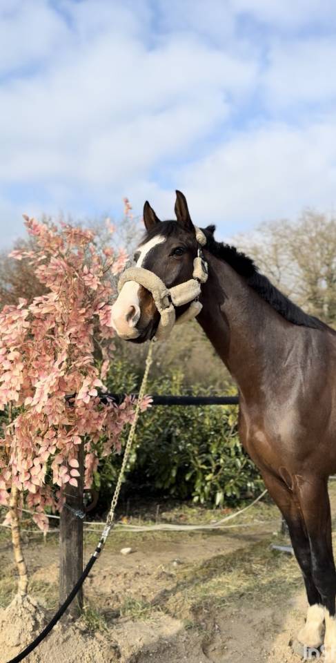 Caballo castrado Zangersheide En venta 2020 Bayo moreno