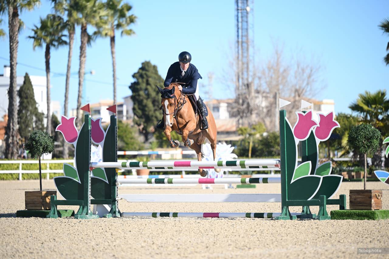 Caballo castrado Silla Franc&eacute;s En venta 2021 Alaz&aacute;n por CANDY DE NANTUEL
