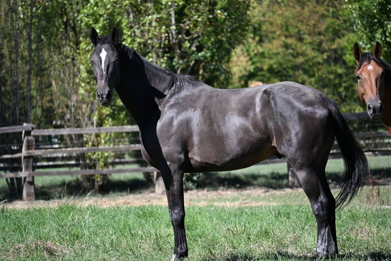 Caballo castrado Silla Franc&eacute;s En venta 2021 Bayo moreno por DOMINATOR 2000 Z (BEL) Z 2010
