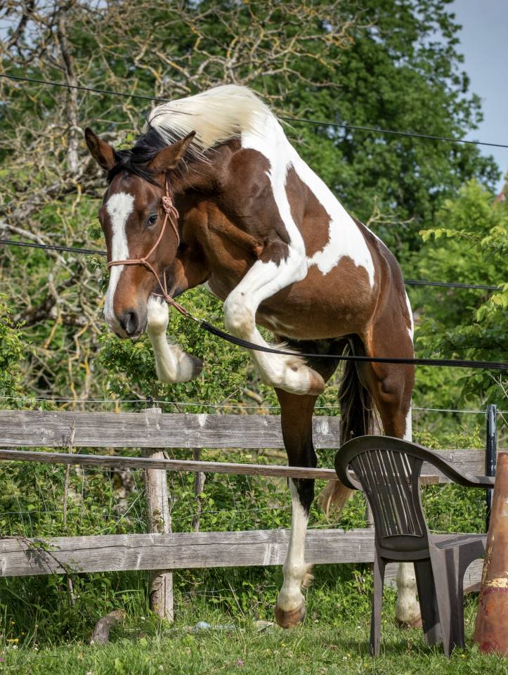 Caballo entero Zangersheide En venta 2023 P&iacute;o por Zorro von Erpekom