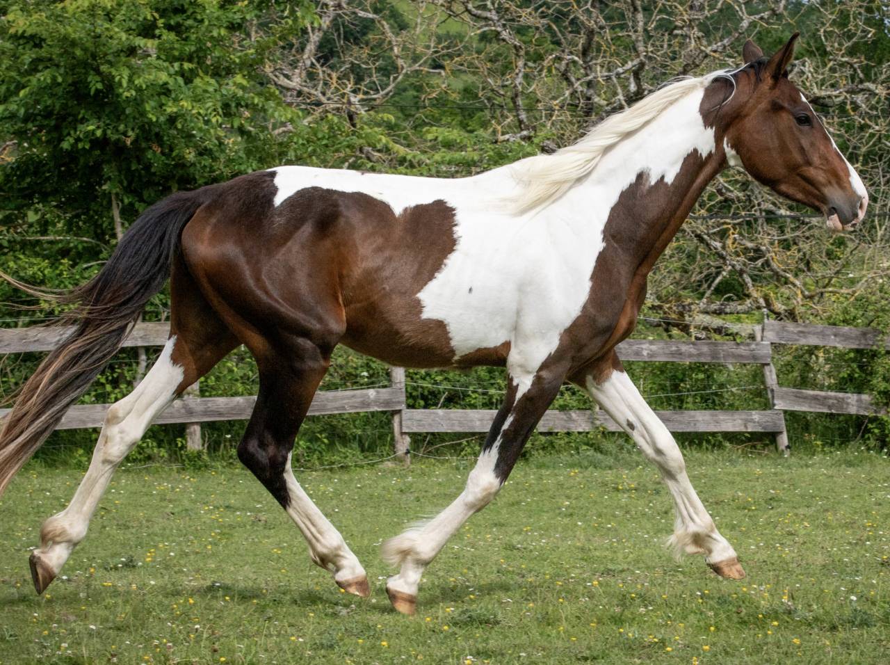 Caballo entero Zangersheide En venta 2023 P&iacute;o por Zorro von Erpekom