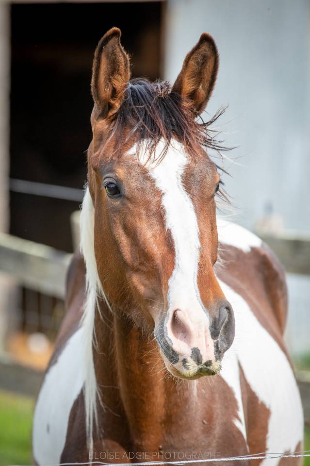 Caballo entero Zangersheide En venta 2023 P&iacute;o por Zorro von Erpekom