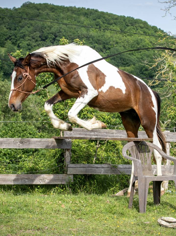 Caballo entero Zangersheide En venta 2023 P&iacute;o por Zorro von Erpekom