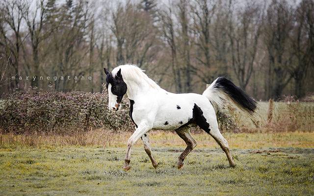 Caballo entero Zangersheide En venta 2023 P&iacute;o por Zorro von Erpekom
