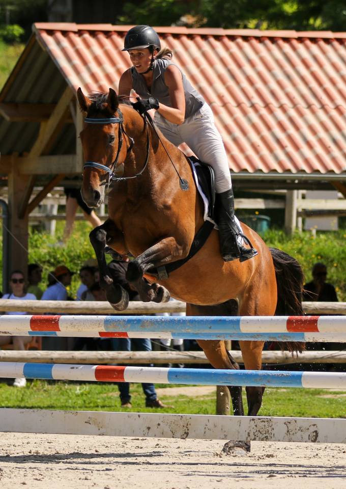 Caballo entero Zangersheide En venta 2023 P&iacute;o por Zorro von Erpekom