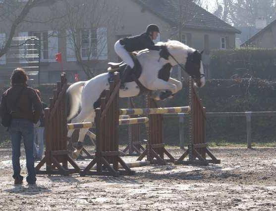 Caballo entero Zangersheide En venta 2023 P&iacute;o por Zorro von Erpekom