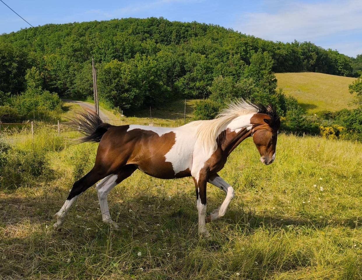 Caballo entero Zangersheide En venta 2023 P&iacute;o por Zorro von Erpekom