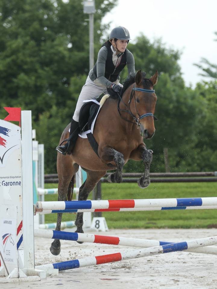 Caballo entero Zangersheide En venta 2023 P&iacute;o por Zorro von Erpekom