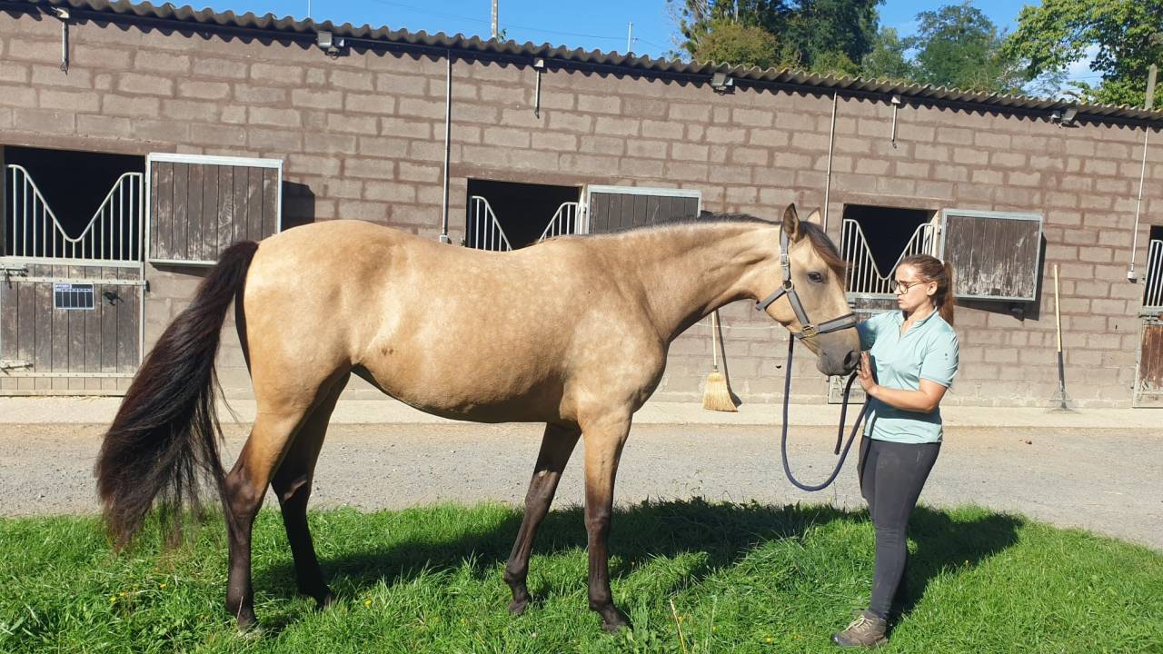Yegua PRE Pura Raza Espa&ntilde;ola En venta 2023 Isabelo por No Records.