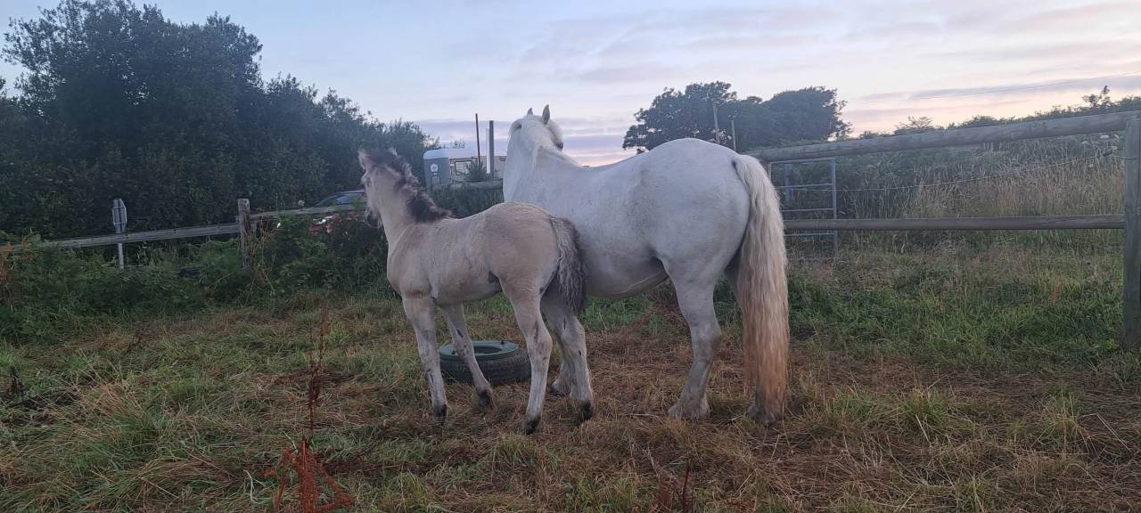 Potro Highland En venta 2026 Tordo por BALMORAL MAC GREGOR