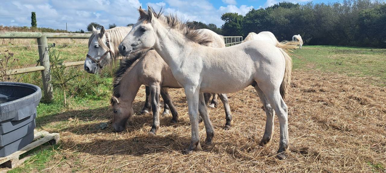 Potro Highland En venta 2026 Tordo por BALMORAL MAC GREGOR