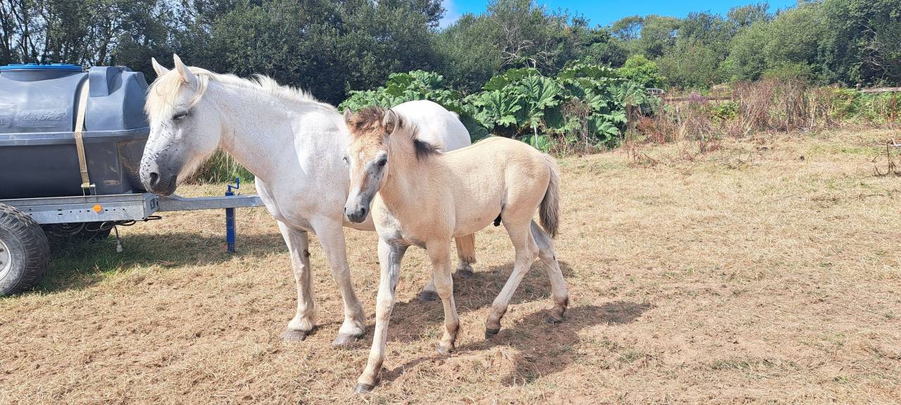 Potro Highland En venta 2026 Tordo por BALMORAL MAC GREGOR