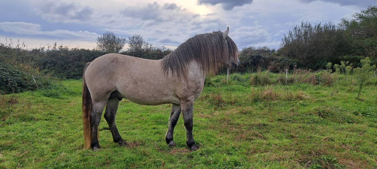 Potro Highland En venta 2026 Tordo por BALMORAL MAC GREGOR