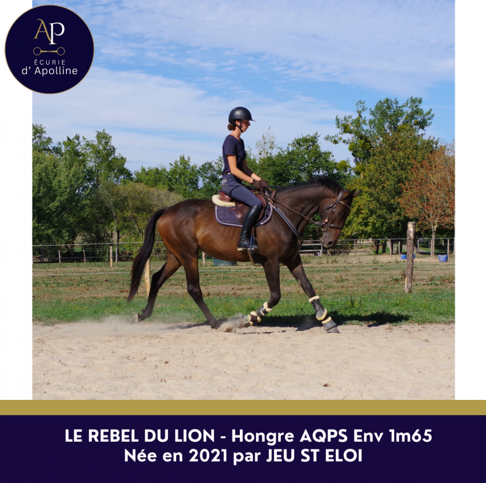 Caballo castrado AQPS En venta 2021 Bayo