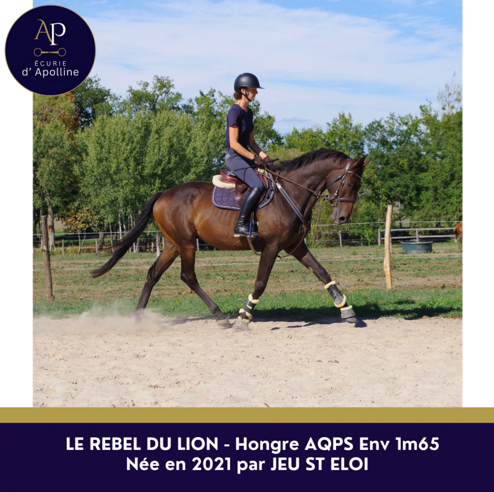 Caballo castrado AQPS En venta 2021 Bayo