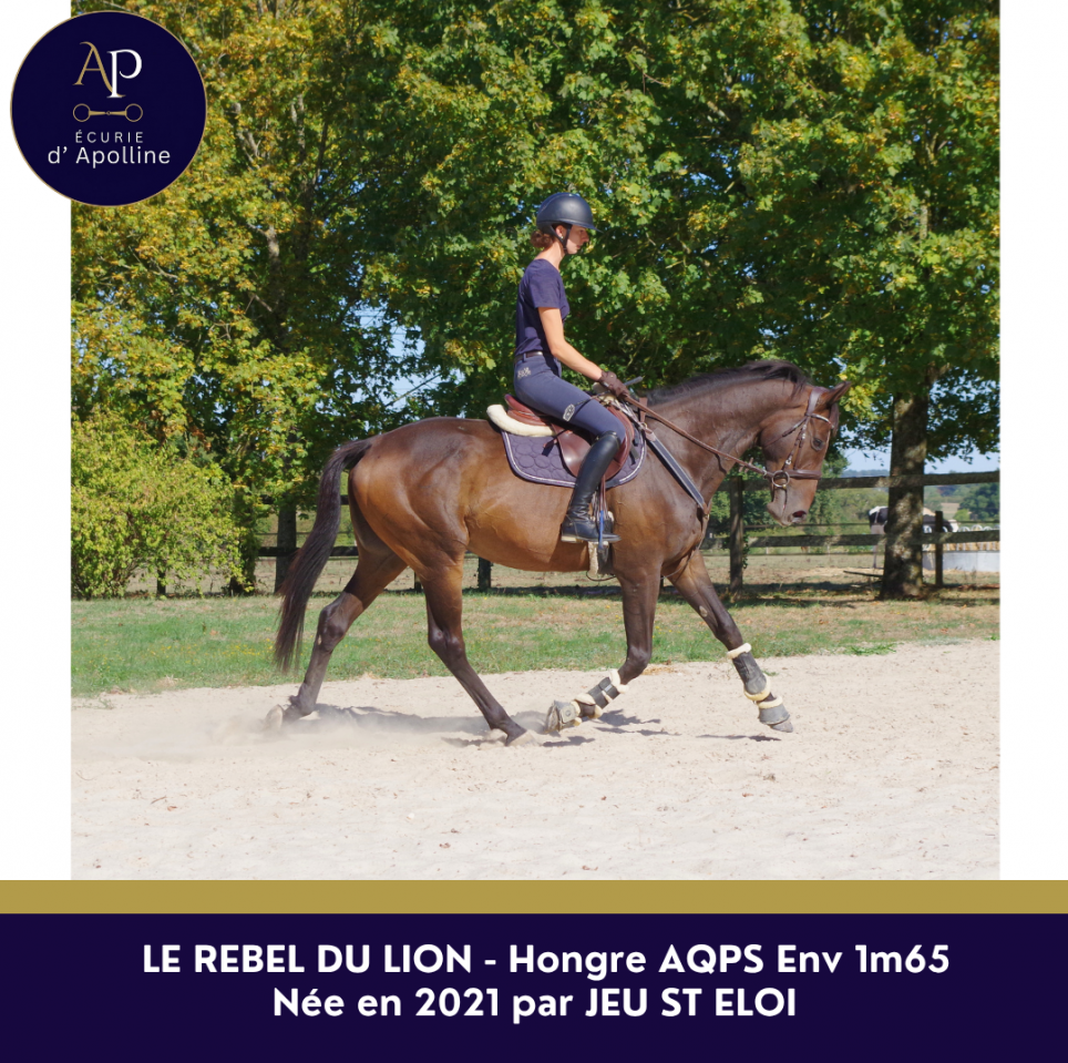 Caballo castrado AQPS En venta 2021 Bayo