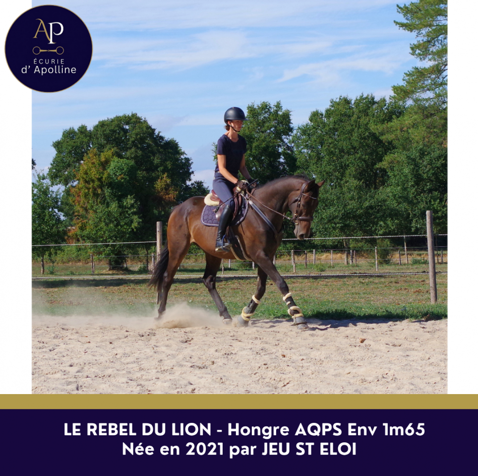 Caballo castrado AQPS En venta 2021 Bayo
