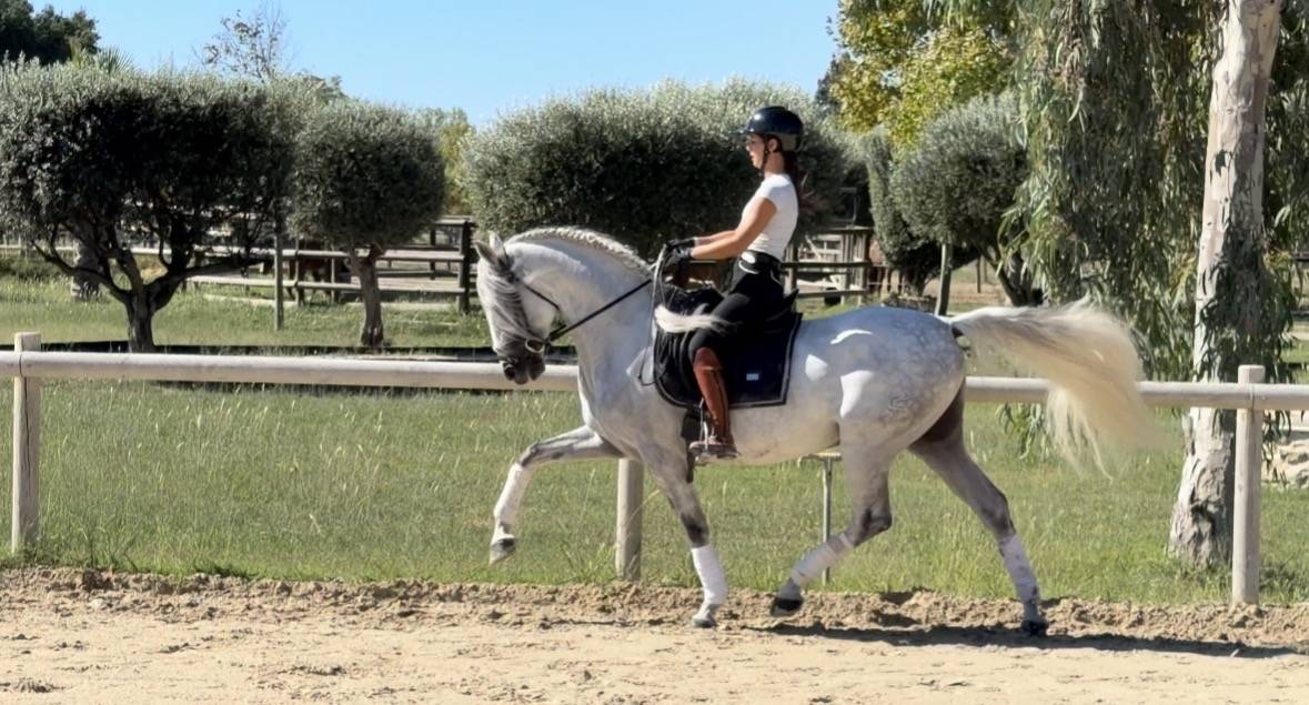 Caballo castrado CDE Caballo Deporte Espanol En venta 2015 Tordo