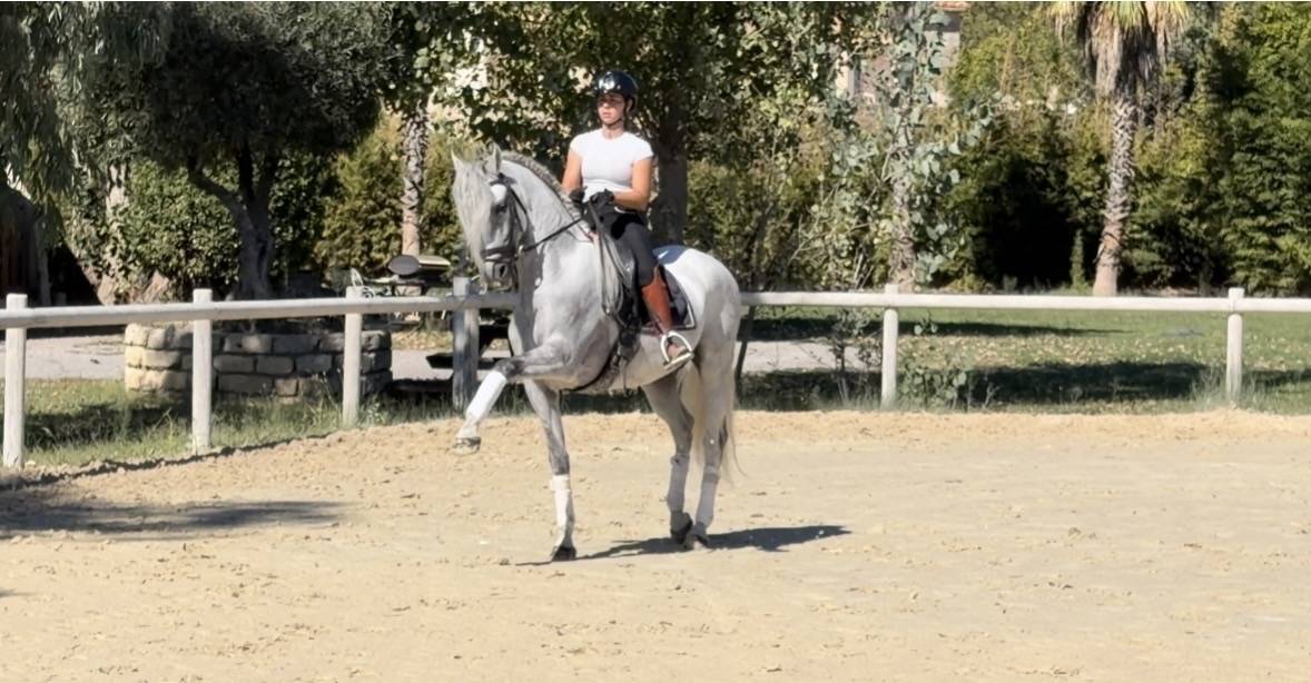 Caballo castrado CDE Caballo Deporte Espanol En venta 2015 Tordo