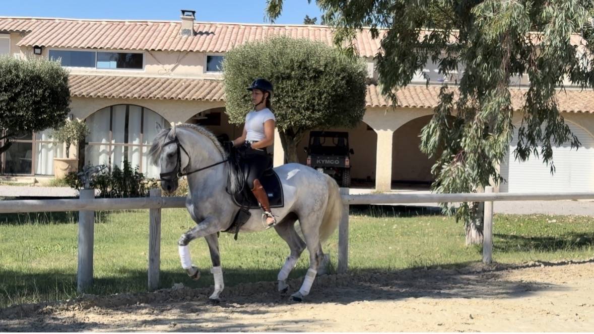 Caballo castrado CDE Caballo Deporte Espanol En venta 2015 Tordo