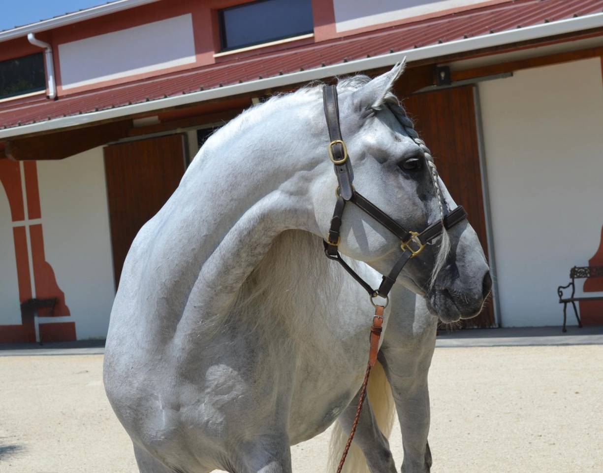 Caballo castrado CDE Caballo Deporte Espanol En venta 2015 Tordo