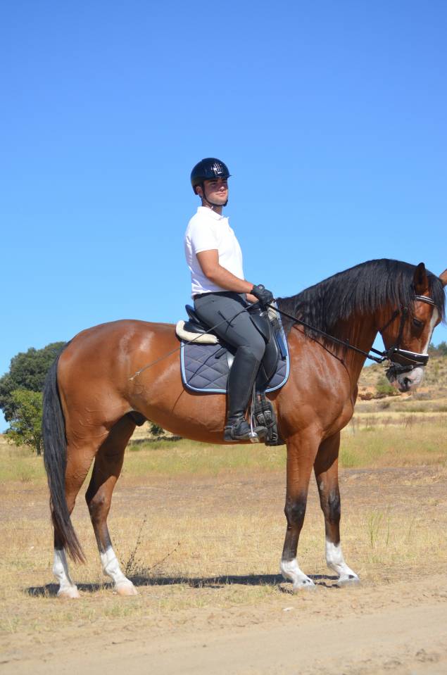 Caballo de Deporte