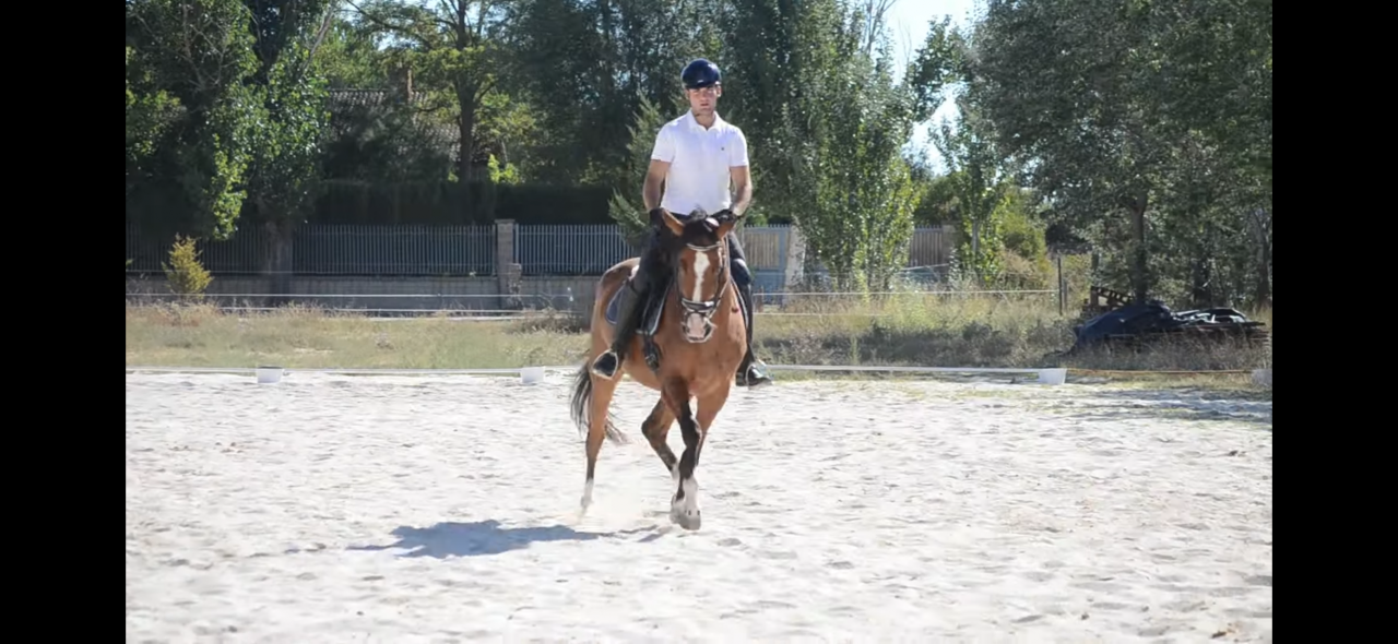 Caballo de Deporte