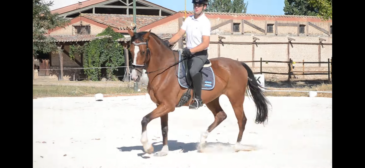 Caballo de Deporte