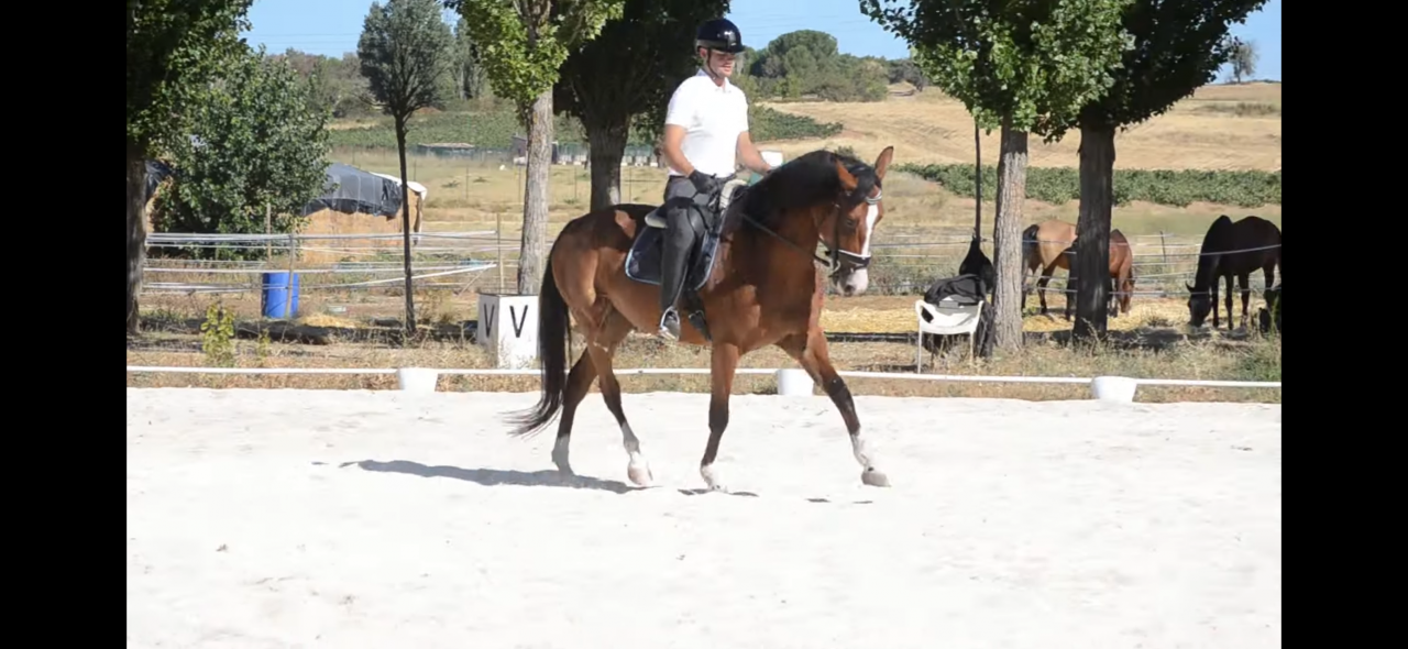 Caballo de Deporte
