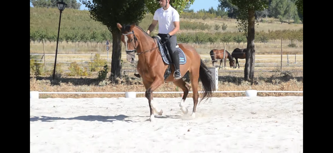 Caballo de Deporte