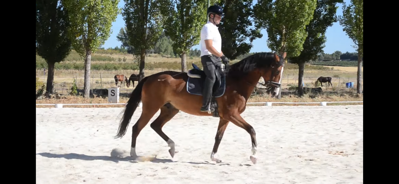 Caballo de Deporte