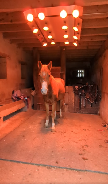 Yegua PFS Poni Fran&ccedil;&eacute;s de Silla En venta 2021 Alaz&aacute;n