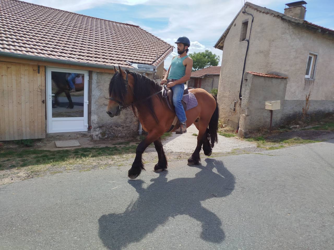 Caballo castrado Tiro Comtois En venta 2022 Bayo