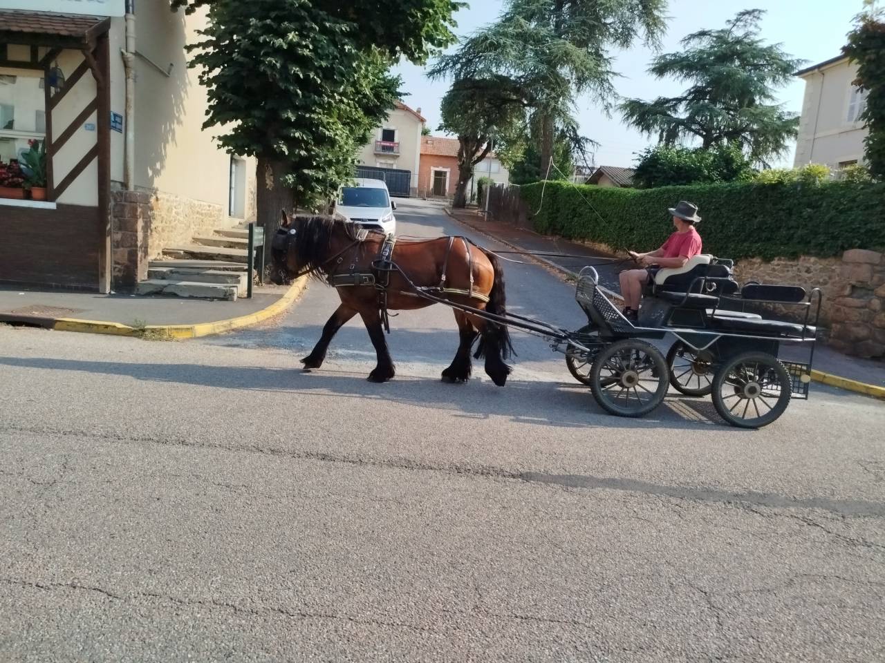 Caballo castrado Tiro Comtois En venta 2022 Bayo