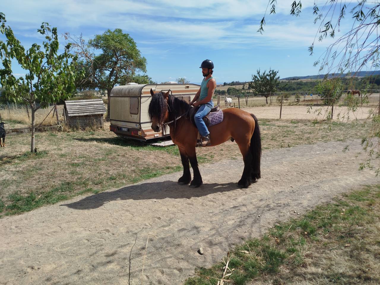 Caballo castrado Tiro Comtois En venta 2022 Bayo