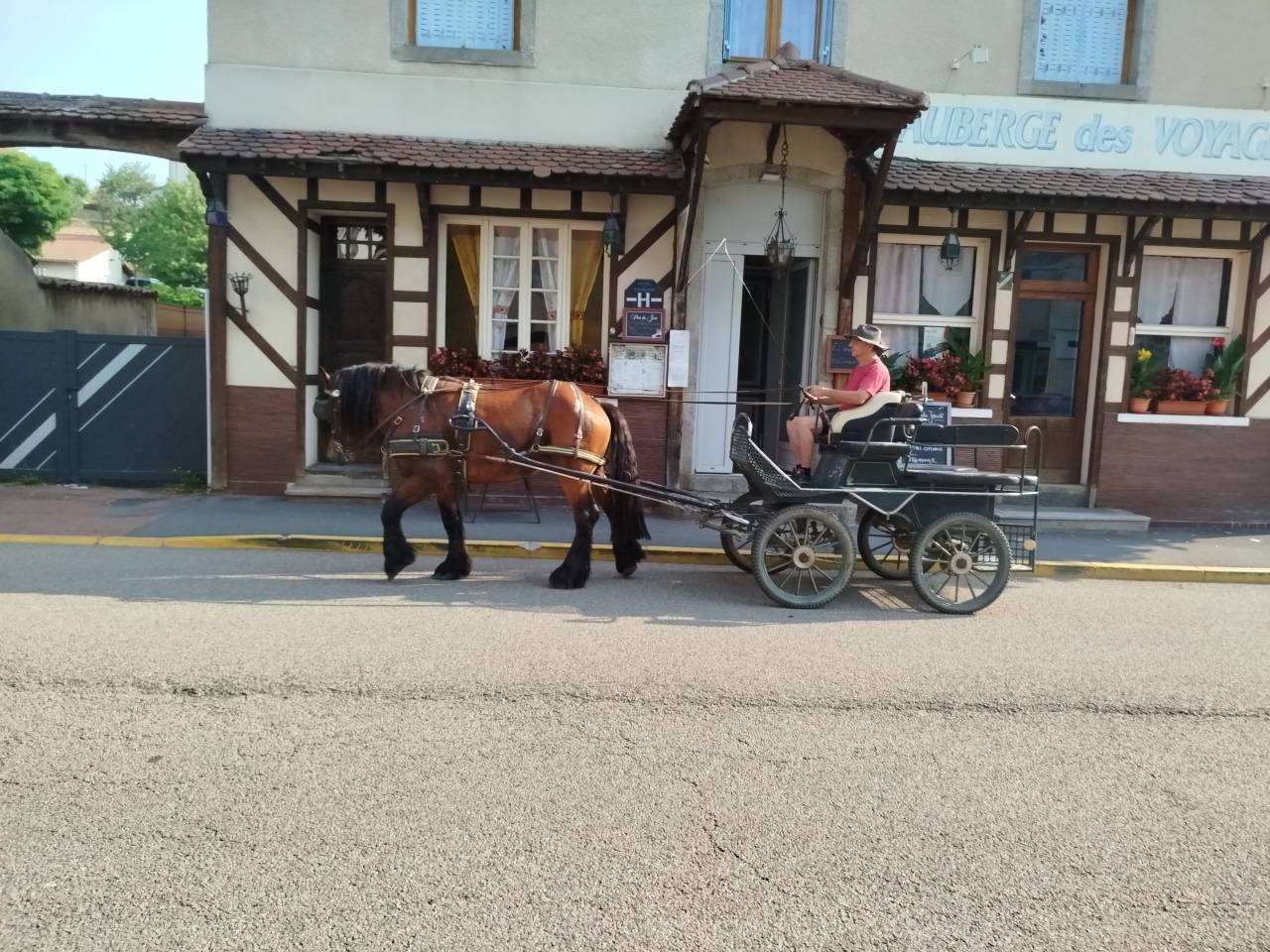 Caballo castrado Tiro Comtois En venta 2022 Bayo
