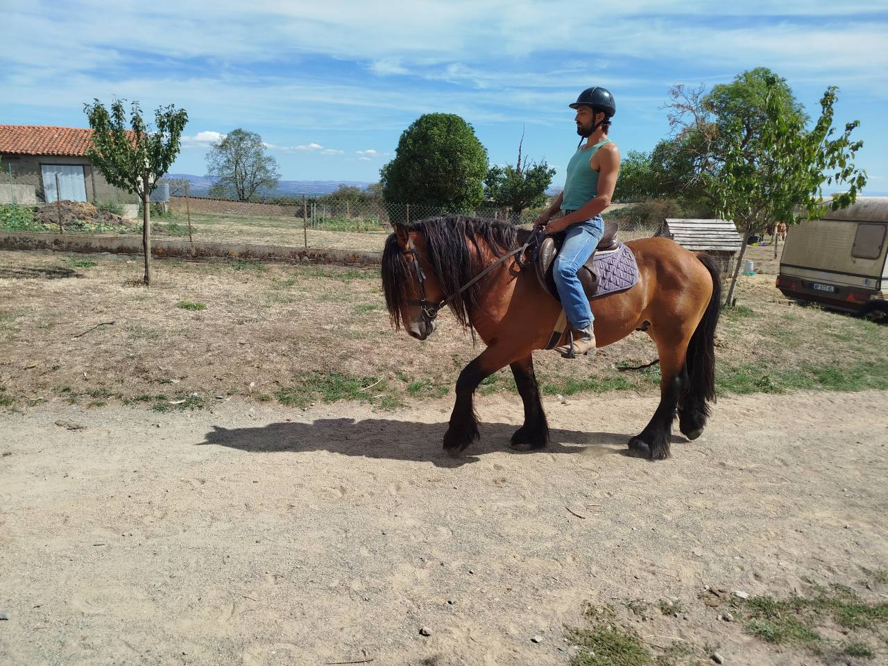 Caballo castrado Tiro Comtois En venta 2022 Bayo