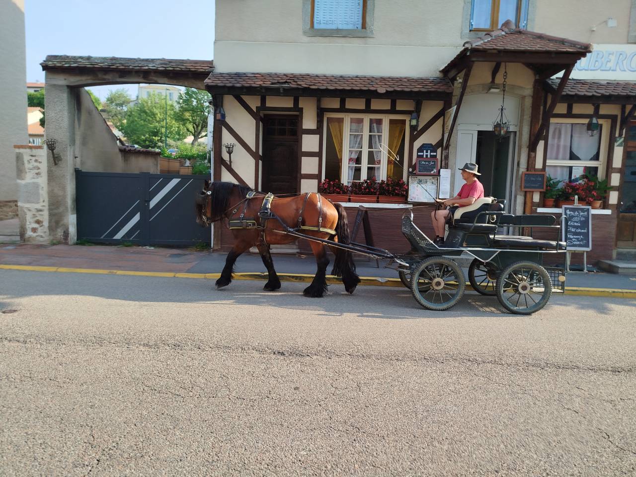 Caballo castrado Tiro Comtois En venta 2022 Bayo