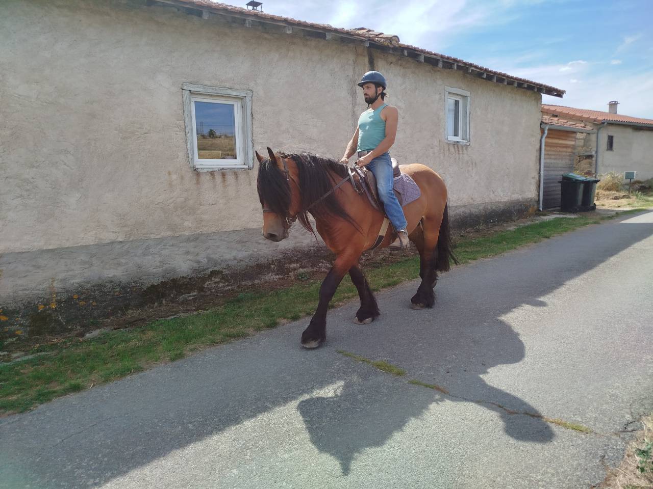 Caballo castrado Tiro Comtois En venta 2022 Bayo