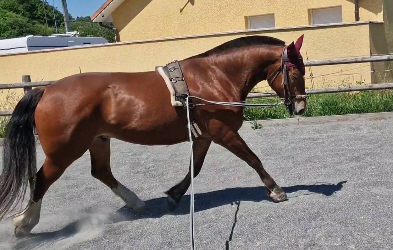 Caballo castrado Franca-Monta&ntilde;a En venta 2017 Bayo