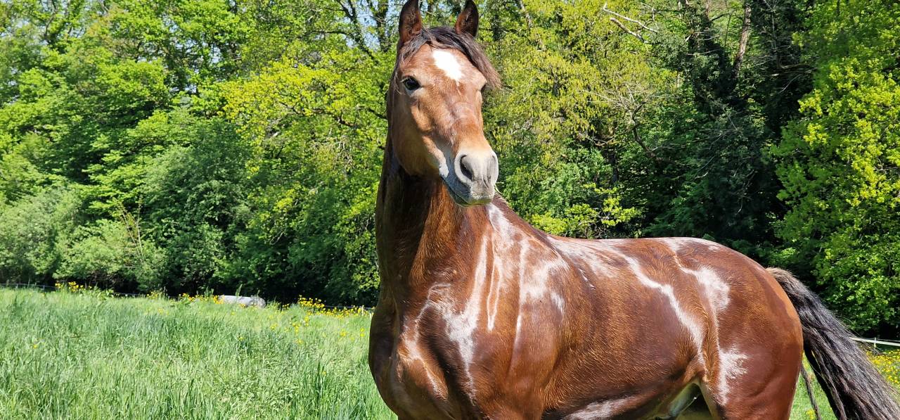 Caballo castrado Franca-Monta&ntilde;a En venta 2017 Bayo