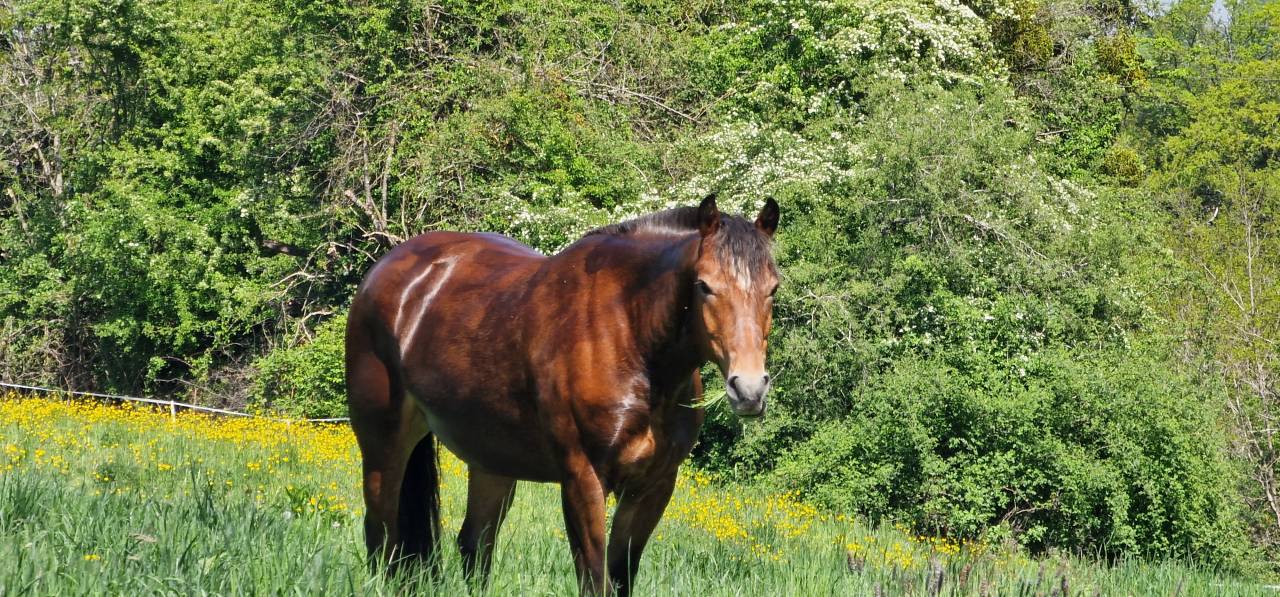 Caballo castrado Franca-Monta&ntilde;a En venta 2017 Bayo
