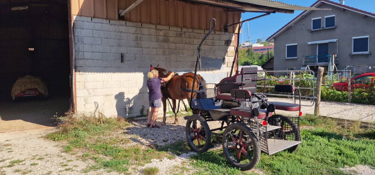 Caballo castrado Franca-Monta&ntilde;a En venta 2017 Bayo