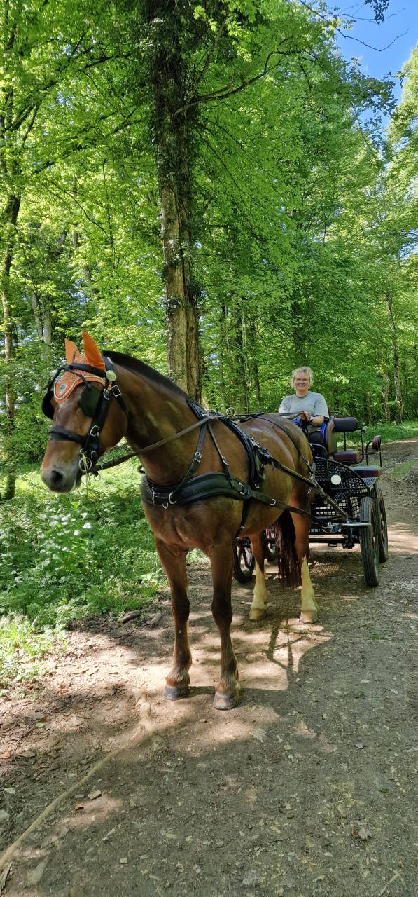 Caballo castrado Franca-Monta&ntilde;a En venta 2017 Bayo