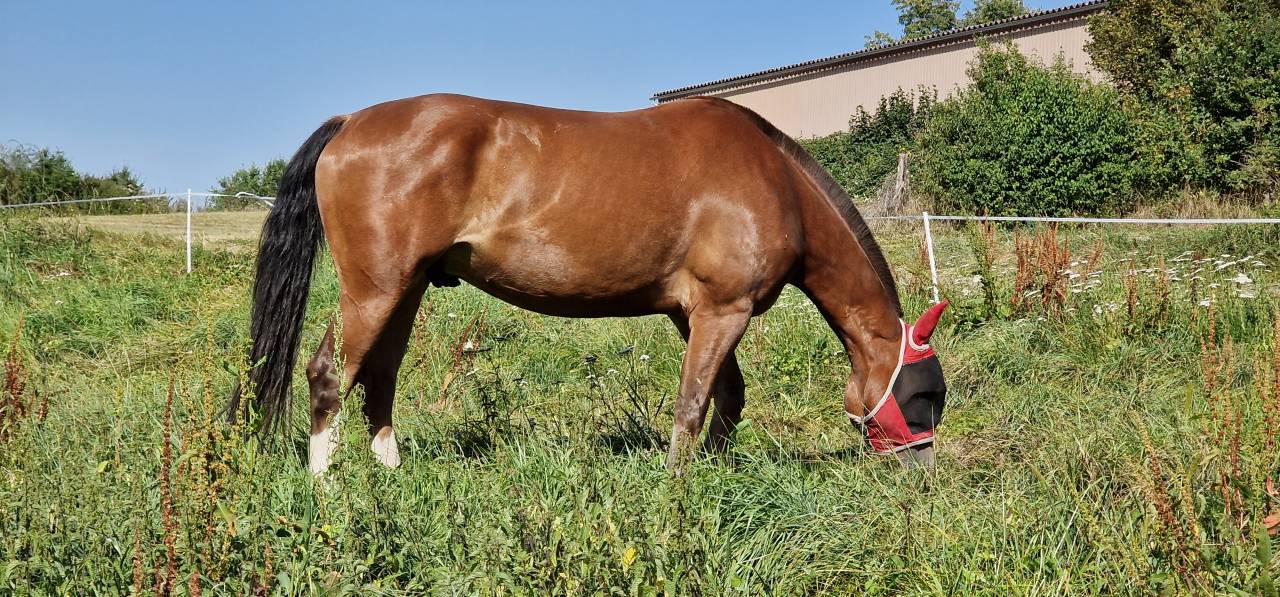 Caballo castrado Franca-Monta&ntilde;a En venta 2017 Bayo