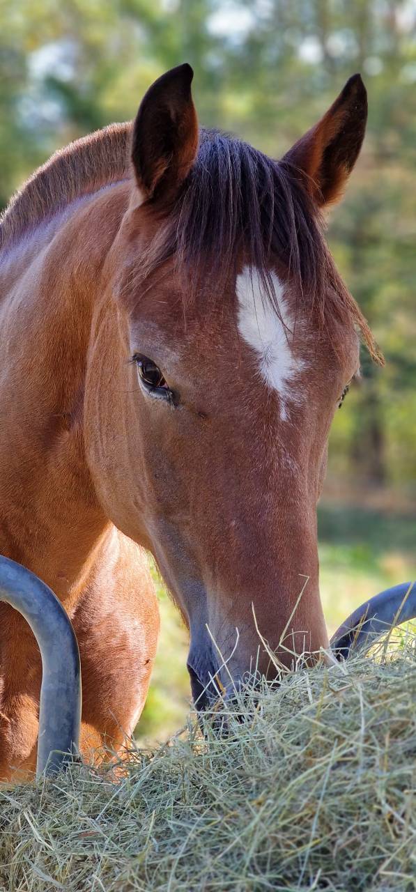 Caballo castrado Franca-Monta&ntilde;a En venta 2017 Bayo